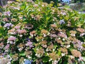 7月の枯れた紫陽花