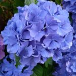 青い紫陽花２０２４
