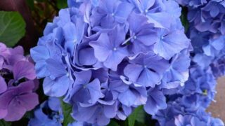 青い紫陽花２０２４