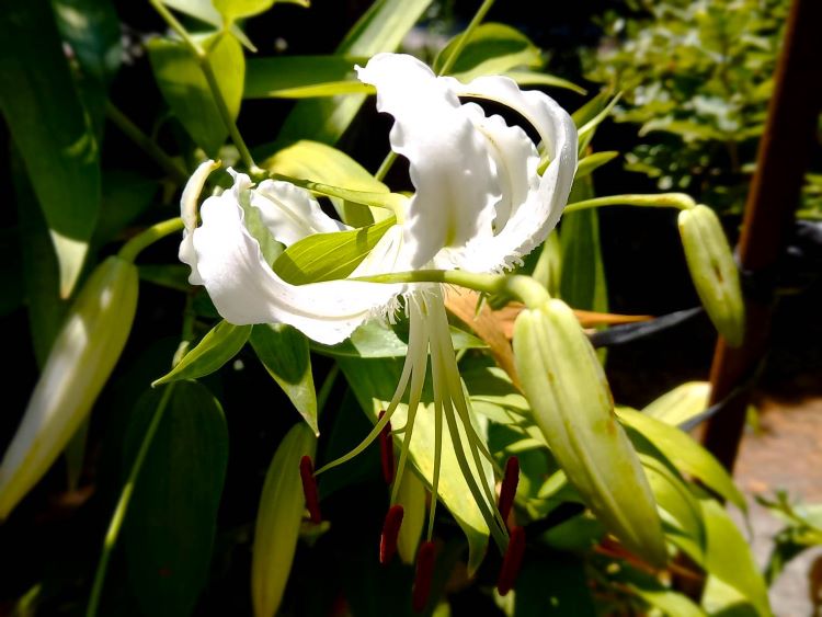 庭のユリの花