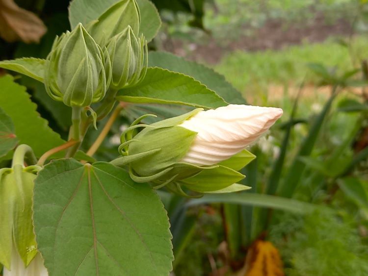 夏の花の蕾