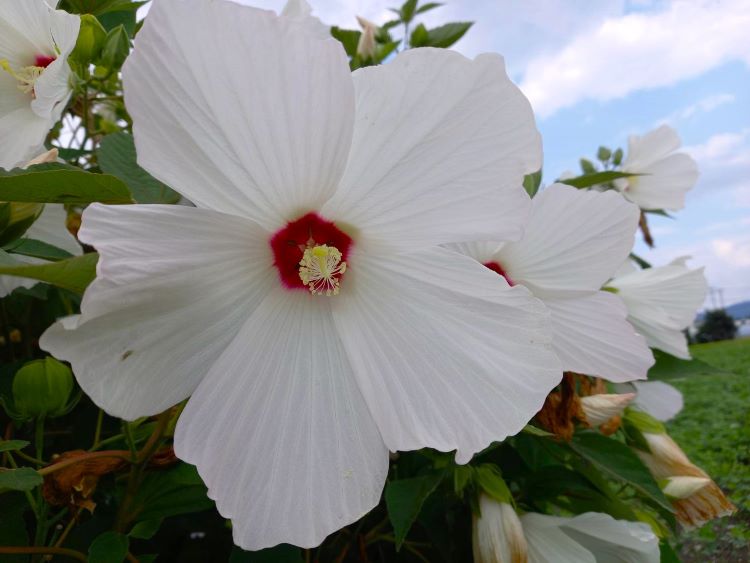 夏の花　咲いたところ