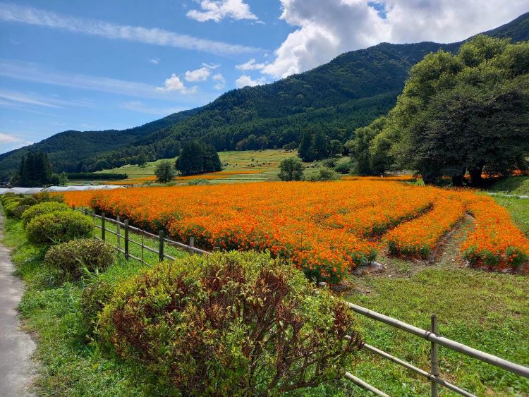 国営アルプスあづみの公園のキバナコスモス