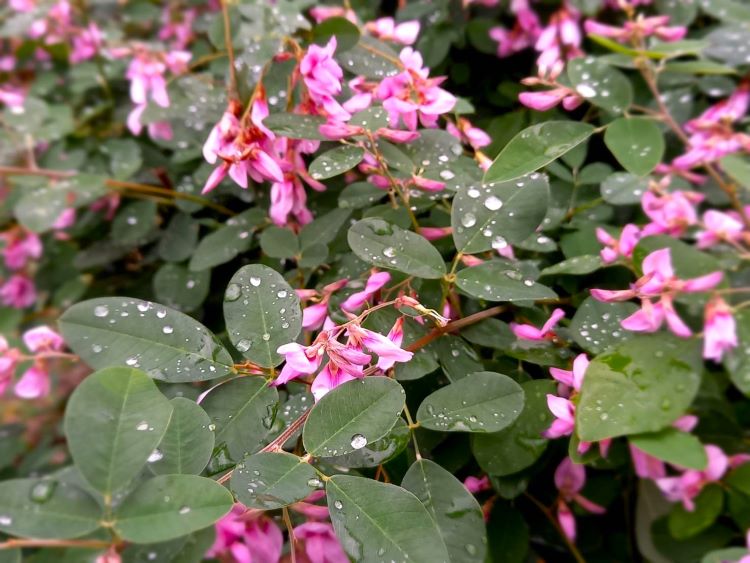 ピンクの萩の花