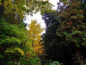 黒山の紅葉　黄色