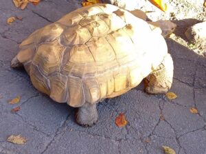 小諸懐古園の動物園　カメ１