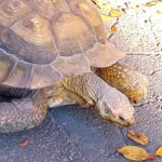 小諸懐古園の動物園　カメ２