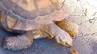 小諸懐古園の動物園　カメ２