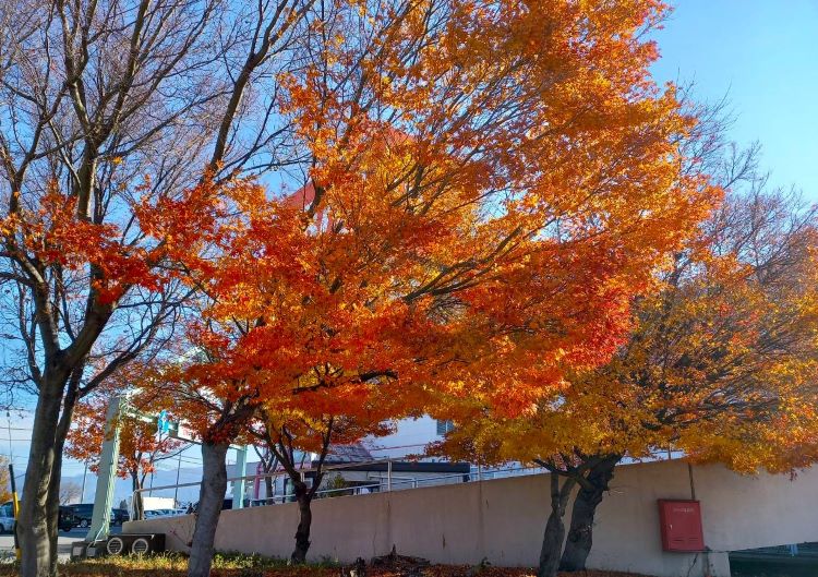 通りがかりの秋　紅葉