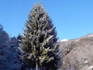 山の中の森から覗く常念岳の頭