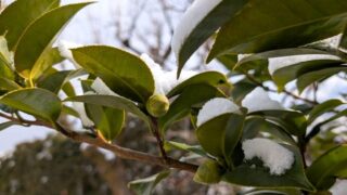 2025年2月上旬の椿と雪