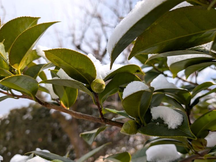 2025年2月上旬の椿と雪