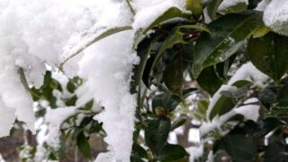 3月の湿った雪と椿の蕾