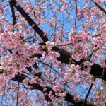 2025年3月　元赤坂の豊川稲荷の桜1