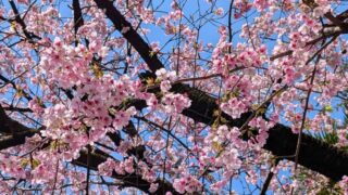2025年3月　元赤坂の豊川稲荷の桜1