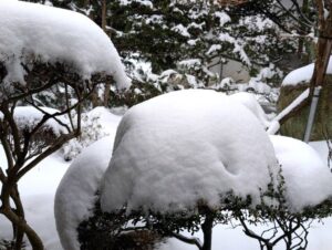 2025年３月の庭の雪帽子 安曇野市の自宅庭にて