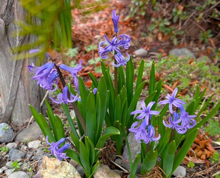 紫のヒアシンス2025