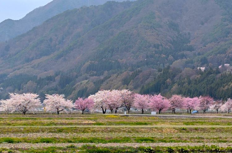 梓川花見の田園と桜並木２０２５