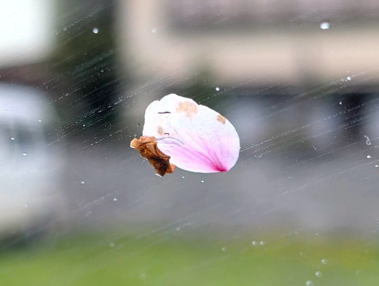 フロントガラスの桜の花弁