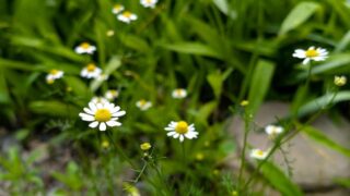我が家の庭のカミツレ　２０２５の１