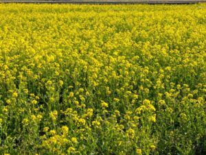 菜の花畑　２０２５年４月　安曇野市堀金