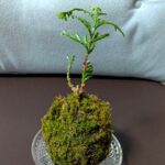 木曽の苔玉　ひのき