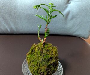 木曽の苔玉　ひのき