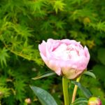 裏庭の芍薬ともみじ