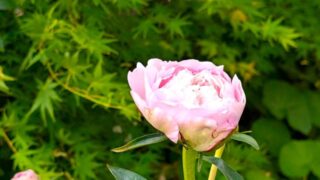 裏庭の芍薬ともみじ