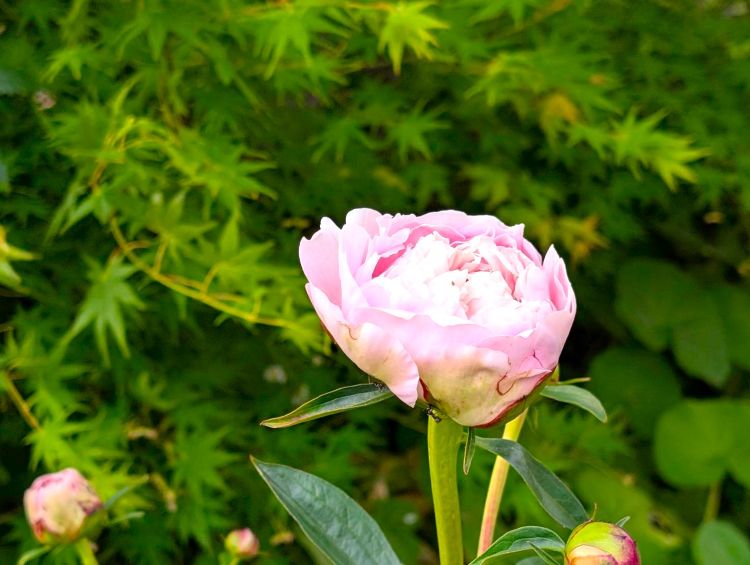 裏庭の芍薬ともみじ