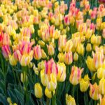 チューリップ畑　国営アルプスあづみの公園　２０２５の１