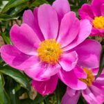一重の芍薬　ピンク　２０２５の１