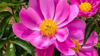 一重の芍薬　ピンク　２０２５の１
