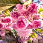 八重桜　国営アルプスあづみの公園