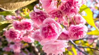 八重桜　国営アルプスあづみの公園