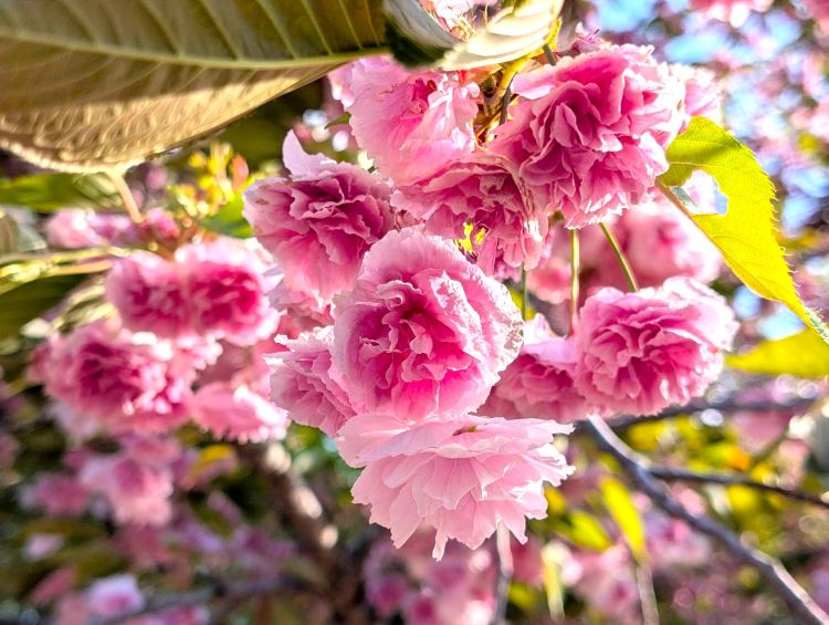 八重桜　国営アルプスあづみの公園