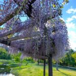 国営アルプスあづみの公園　藤棚　その１
