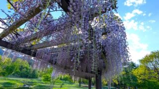 国営アルプスあづみの公園　藤棚　その１