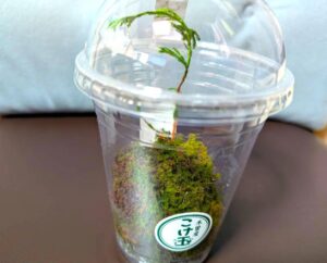 木曽の苔玉　ひのきカプセル