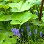 フキの葉とムスカリ　５月