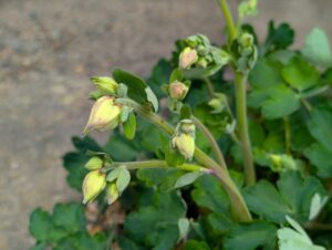 オダマキの蕾　４月２０日