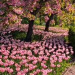 八重桜とチューリップ　２０２５の１