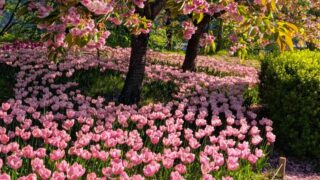 八重桜とチューリップ　２０２５の１