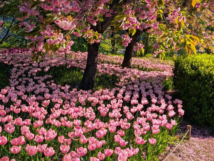 八重桜とチューリップ　２０２５の１