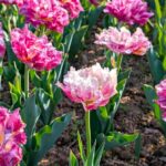 花弁が豪華なチューリップ