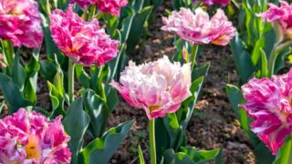 花弁が豪華なチューリップ