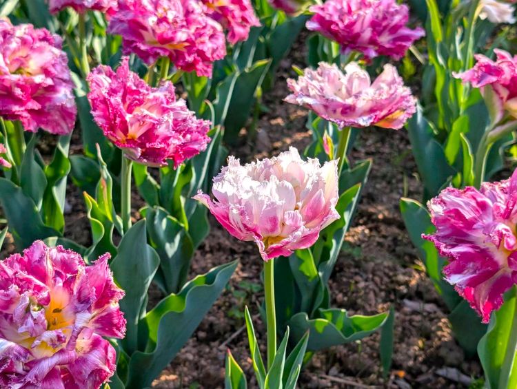 花弁が豪華なチューリップ
