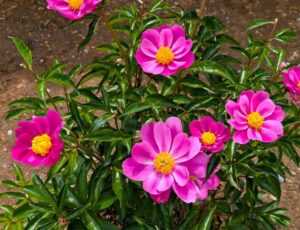 一重の芍薬　ピンク　２０２５の２