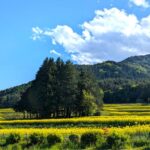 国営アルプスあづみの公園　里山エリアの菜の花畑２