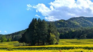 国営アルプスあづみの公園　里山エリアの菜の花畑２